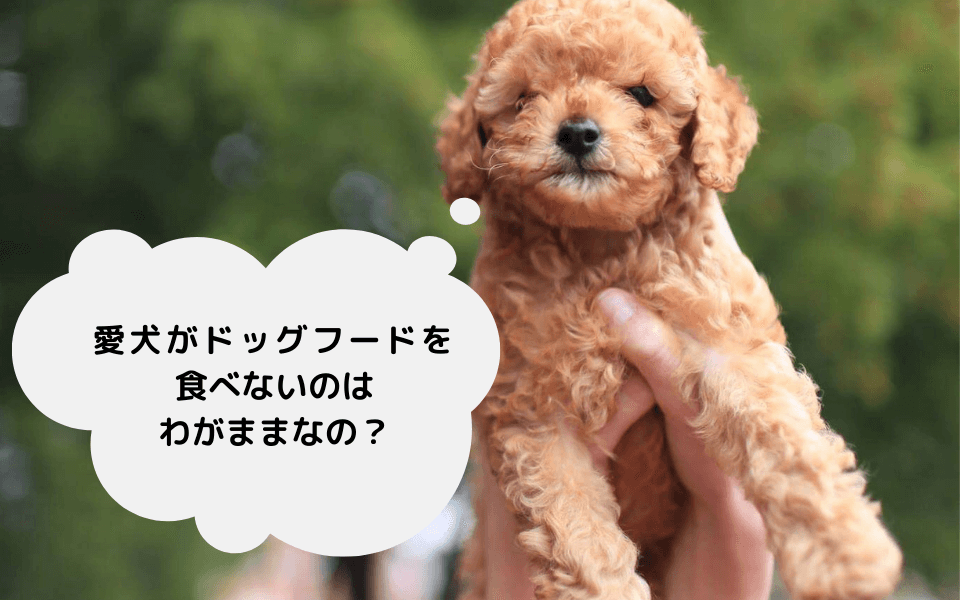 犬がドッグフードを食べないのはわがまま？