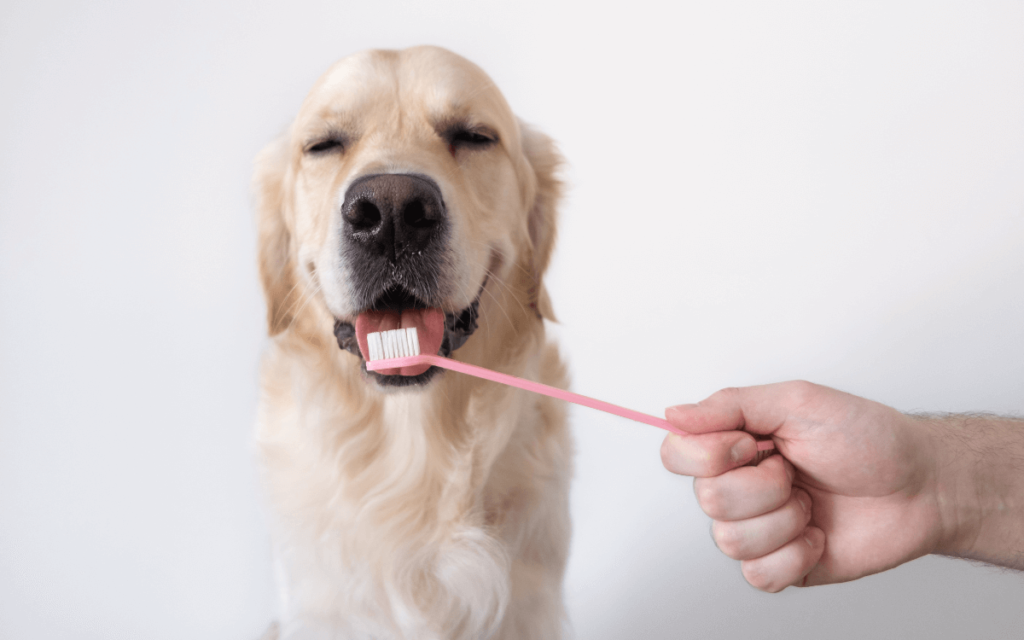 歯石がつかないよう歯磨きをする犬の画像