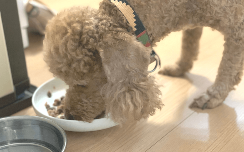 歯石に配慮されているブッチを食べる犬の画像