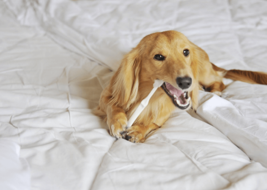 歯磨きをする犬の写真