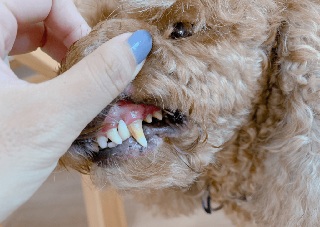 歯に汚れが付着した犬の写真