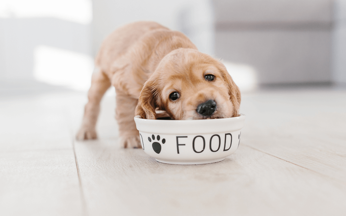 犬の口の臭いはごはんで解決