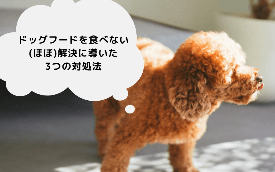 わがままでドッグフードを食べない犬を解決に導いた3つの対処法