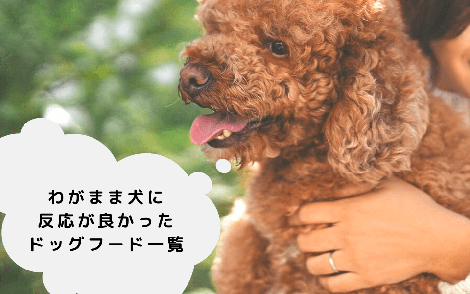 わがままで食べない犬に与えて反応が良かったドッグフード一覧