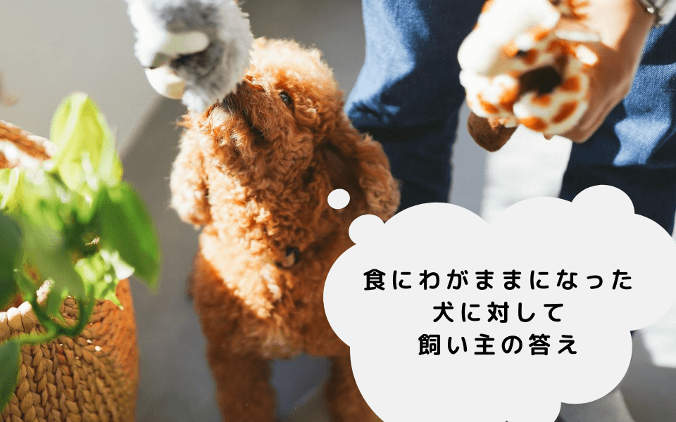 ドッグフードをわがままで食べない犬に対して出した飼い主の答え（現時点）