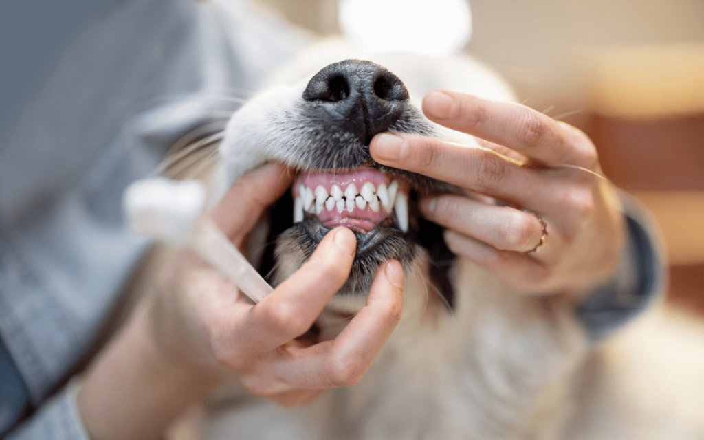 ブッチを主食とする犬が歯石チェックのため歯を見せている画像