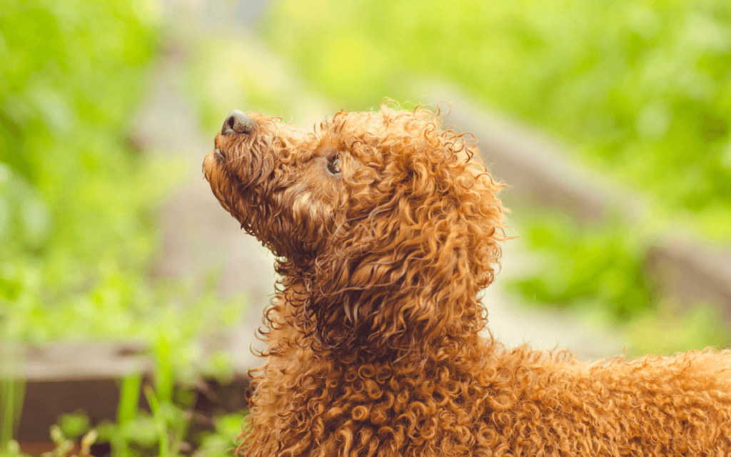 歯石とりをしたことがあるブッチを主食とする犬が空を見上げる画像